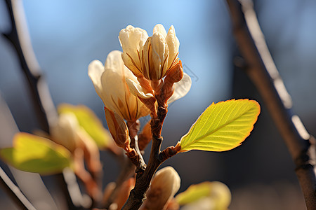 春天的嫩芽图片