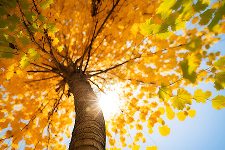 阳光透过树叶图片