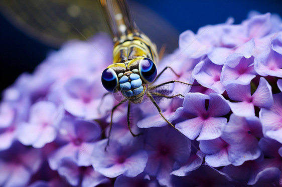 紫色绣球上的蜻蜓图片