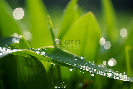 洒满雨露的绿叶图片