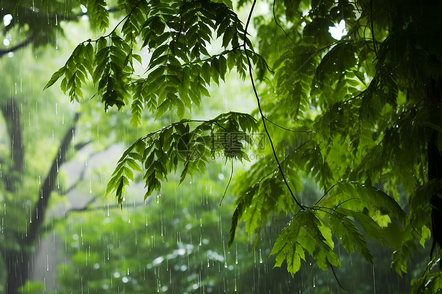 磅礴的雨水图片