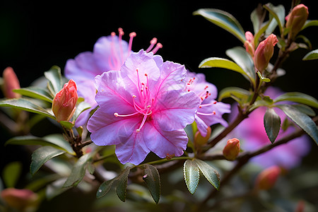 杜鹃花背景枝头盛开的粉色花朵背景