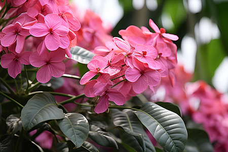 花园小区绿叶中盛放的花朵背景