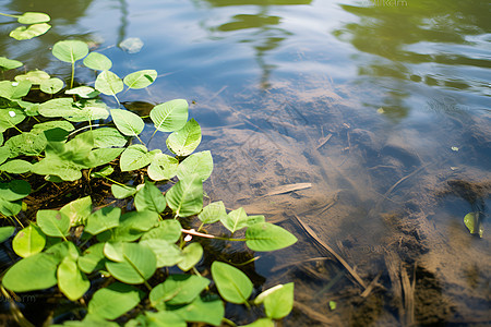 清澈水中的植被图片