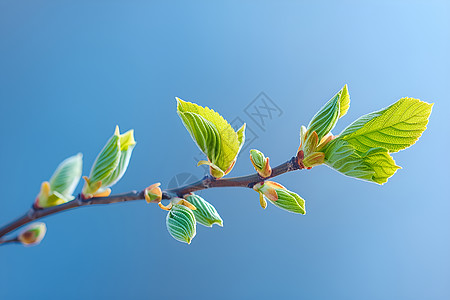 蓝天树枝树枝上新生的嫩芽背景