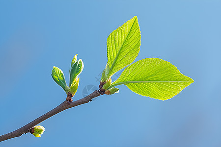 绿色的嫩芽春天的嫩芽高清图片
