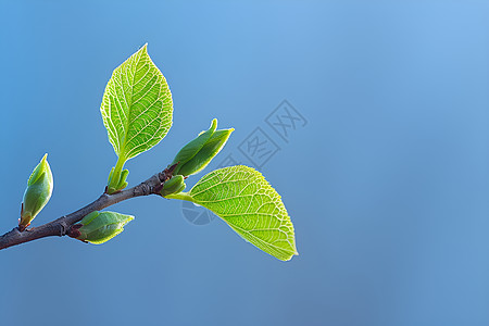 垂落的枝叶清澈蓝天下的枝叶背景