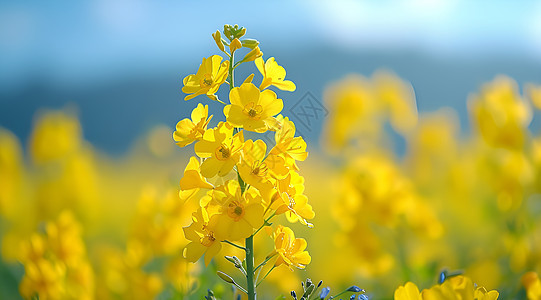 美丽的油菜花图片