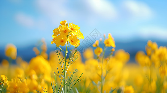 阳光下的黄色油菜花高清图片