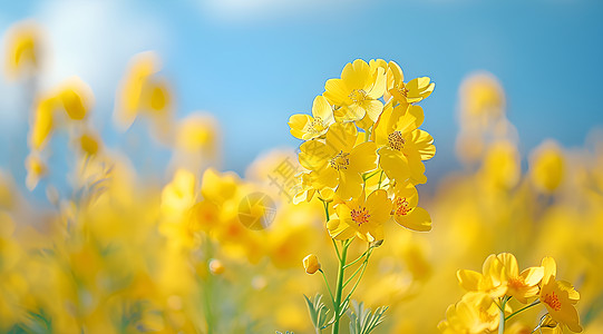 一片金黄油菜花海背景