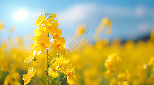 油画花卉盛开的花卉背景