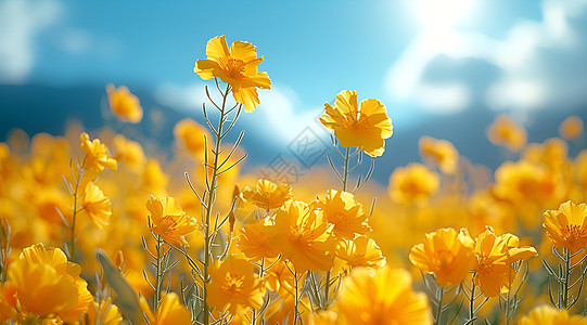 黄色花朵美丽的黄色小花背景