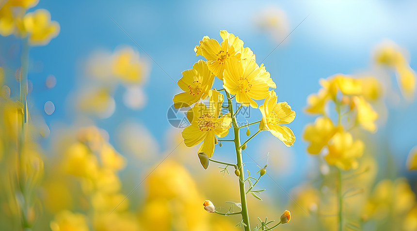 油菜花海图片