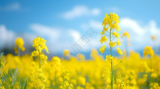 春天美丽油菜花背景