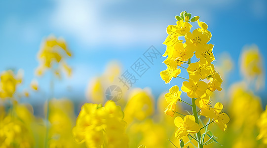 简笔画花朵油菜花田背景