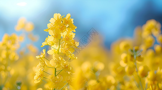 盛开的油菜花背景图片