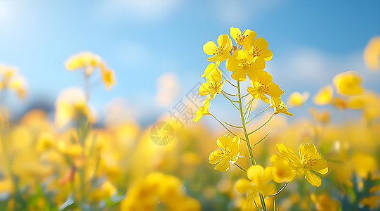 缤纷油菜花田背景图片