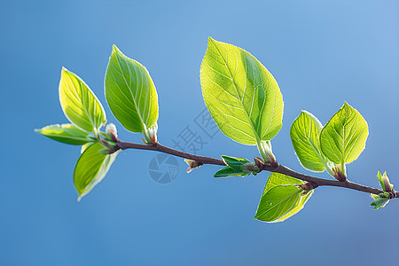 蓝天树枝春天的嫩叶背景