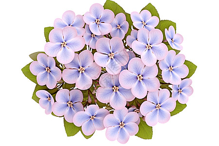 紫色岩凤眼花图片