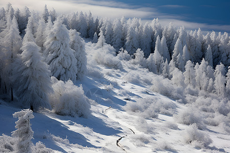 冬日雪景图片