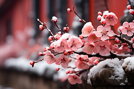 冬天的梅花红墙梅花背景