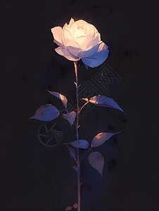 黑夜中点亮的孤独白玫瑰图片