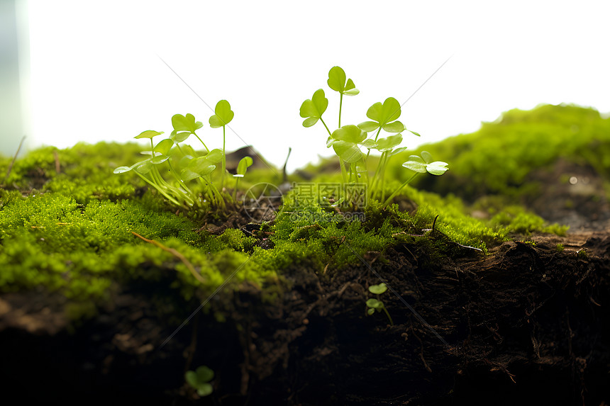 地面上的苔藓和植物图片