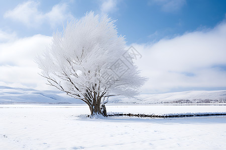 雪原上的树图片