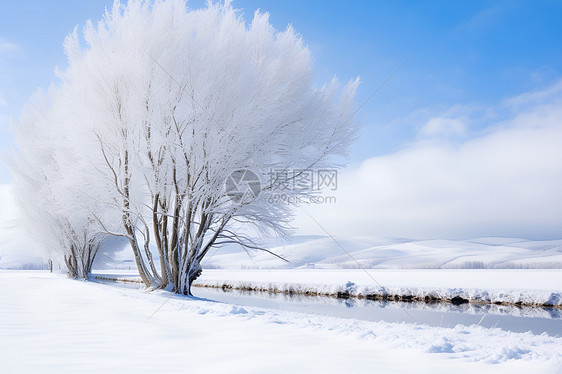 雪地上的树图片