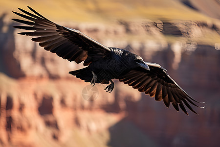 峡谷飞行的乌鸦背景图片
