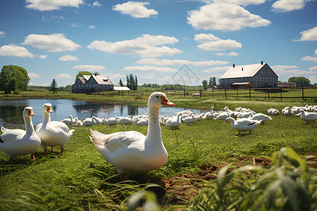 鹅农场风景动物蓝天高清图片