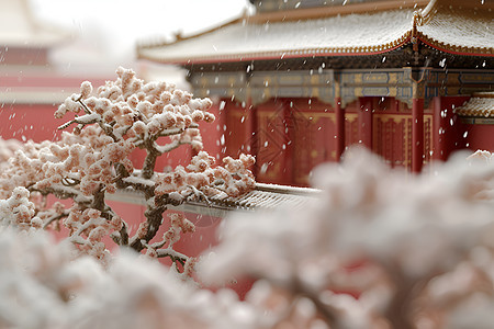 雪中梅花图片