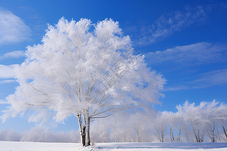 蓝天下的霜雪树背景