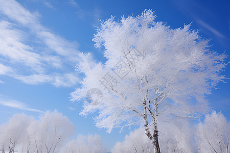 白雪覆盖的树林图片