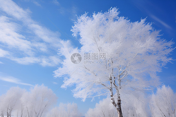 白雪覆盖的树林图片