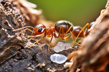 蚂蚁图片可爱的蚂蚁背景
