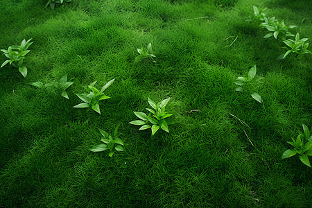 绿草如茵生机勃勃图片