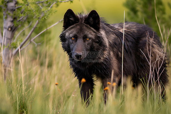 草地上的黑狼图片