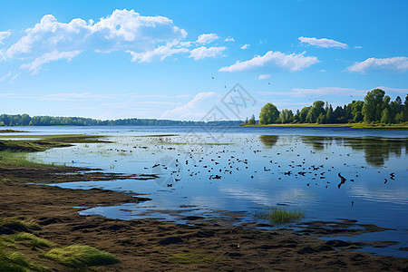 河流湖泊湖面上的鸟背景