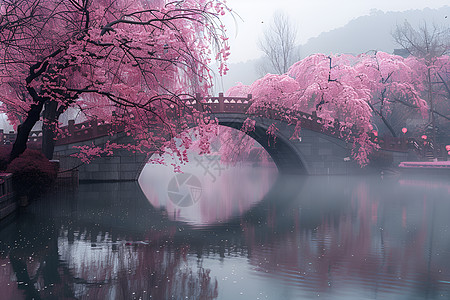 樱花树花瓣飘落河边的樱花树背景