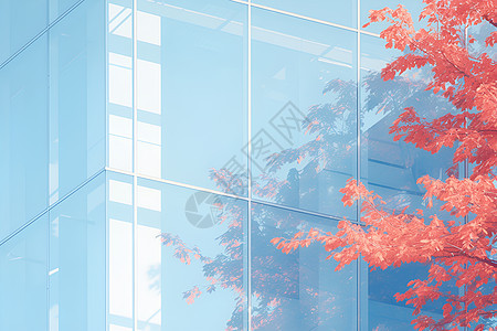 建筑窗户上的树叶倒影图片