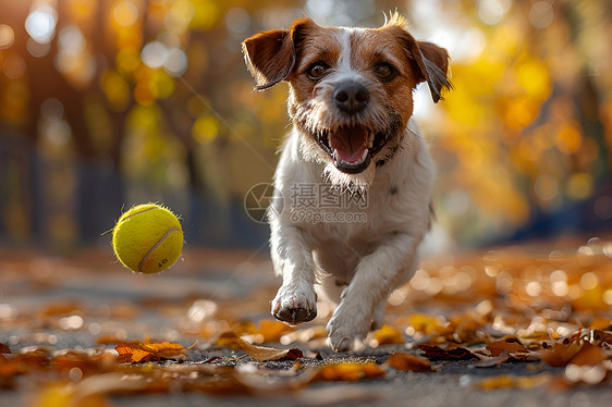 公园中的玩球的可爱小狗图片