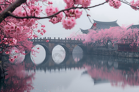 桥边美丽的樱花图片
