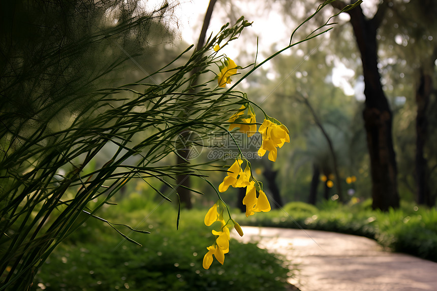 公园里的花卉图片