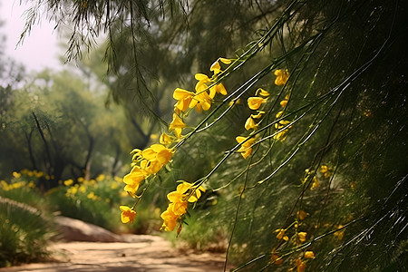 公园里的花朵图片