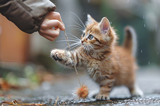 玩耍的小猫咪图片