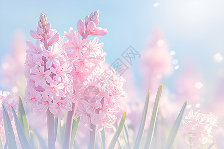 春天中的粉色风信子图片