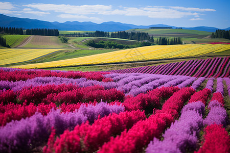 花海插画田园风光山色丽花儿香背景