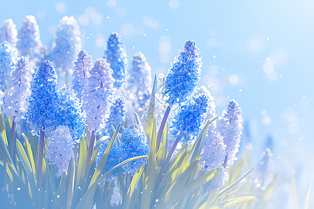 盛开的蓝色风信子花朵高清图片