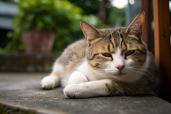 慵懒的小猫图片